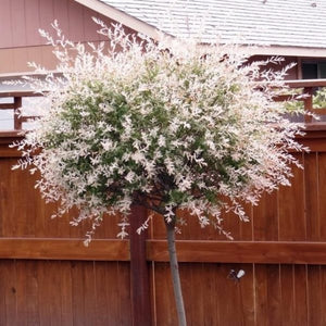 Salcie japoneza Hakuro Nishiki (Ghiveci, 1.75-1.90m)