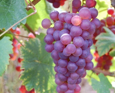 Vita de vie Chasselas Roz